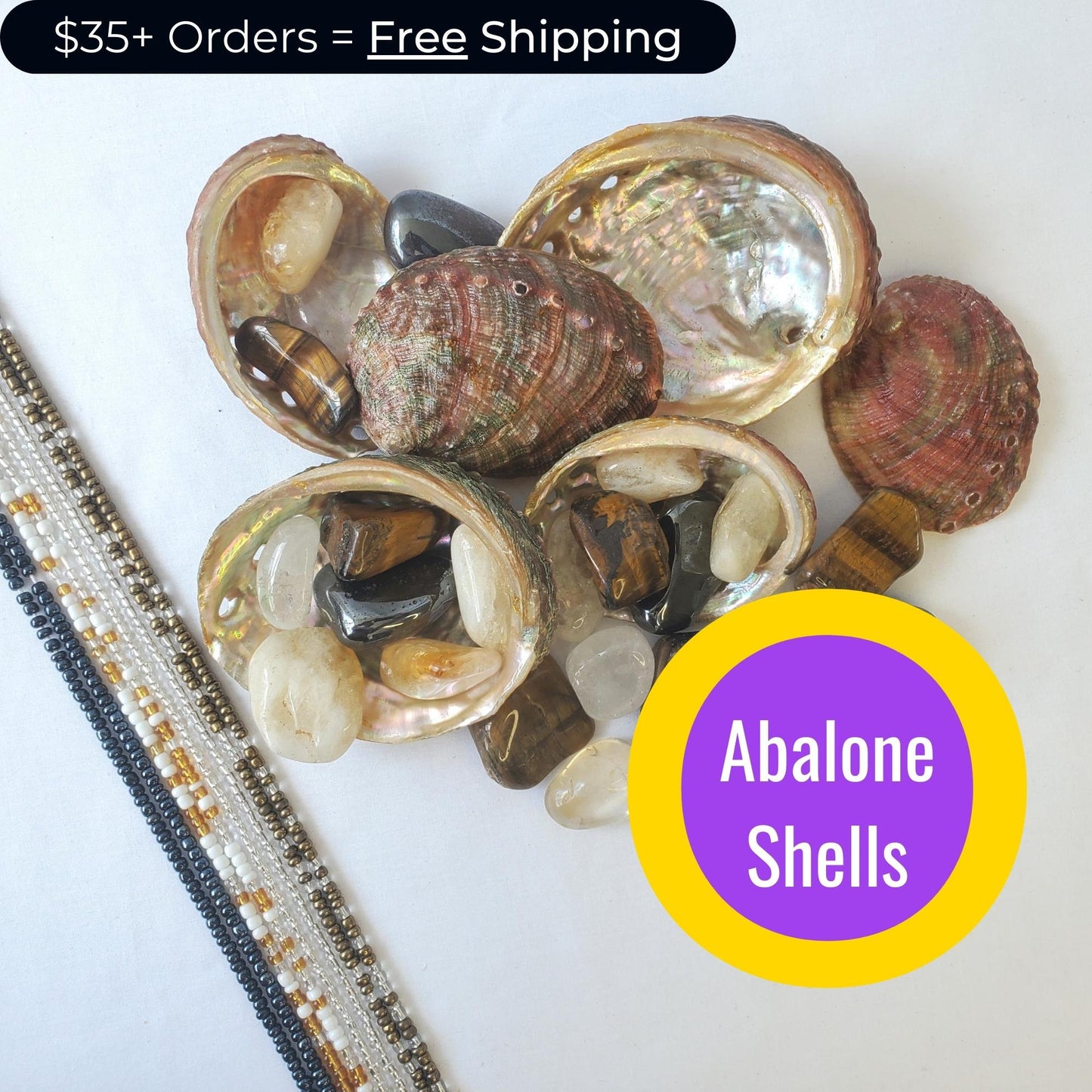 Abalone Shells